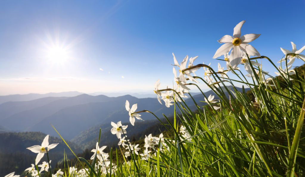 Le parfum narcotique du Narcisse