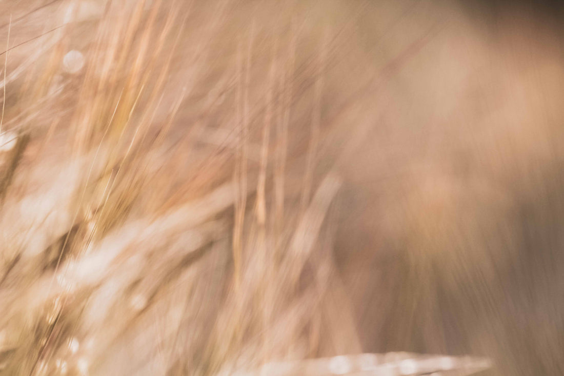 De l'alcool de blé biologique dans nos parfums !