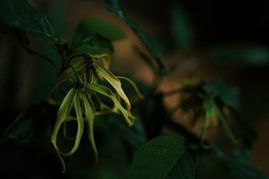 L'Ylang-Ylang : Fleur de beauté et de bien-être.