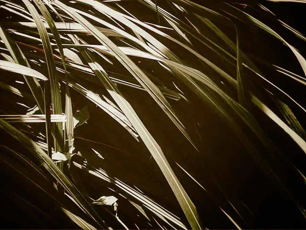 Le vétiver : le boisé aux multiples facettes parfumées