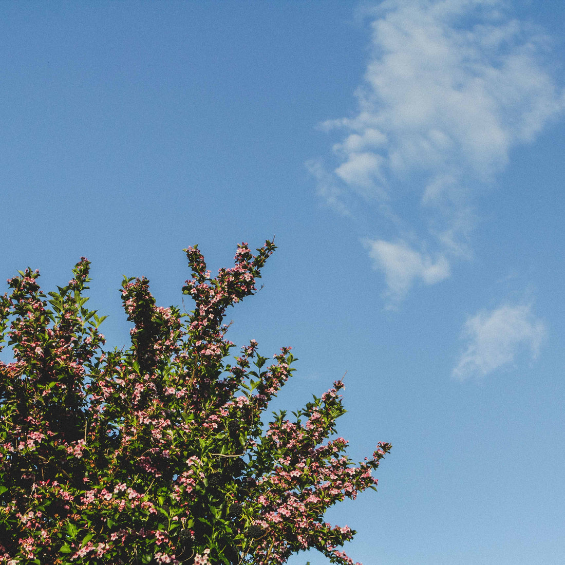 Parfums Made in France à l'alcool de blé biologique.