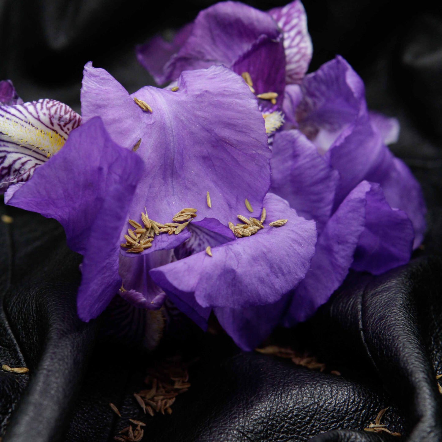Une belle fleur d'iris violet est posée sur une veste en cuir avec quelques graines de cumin saupoudrés tout autour.